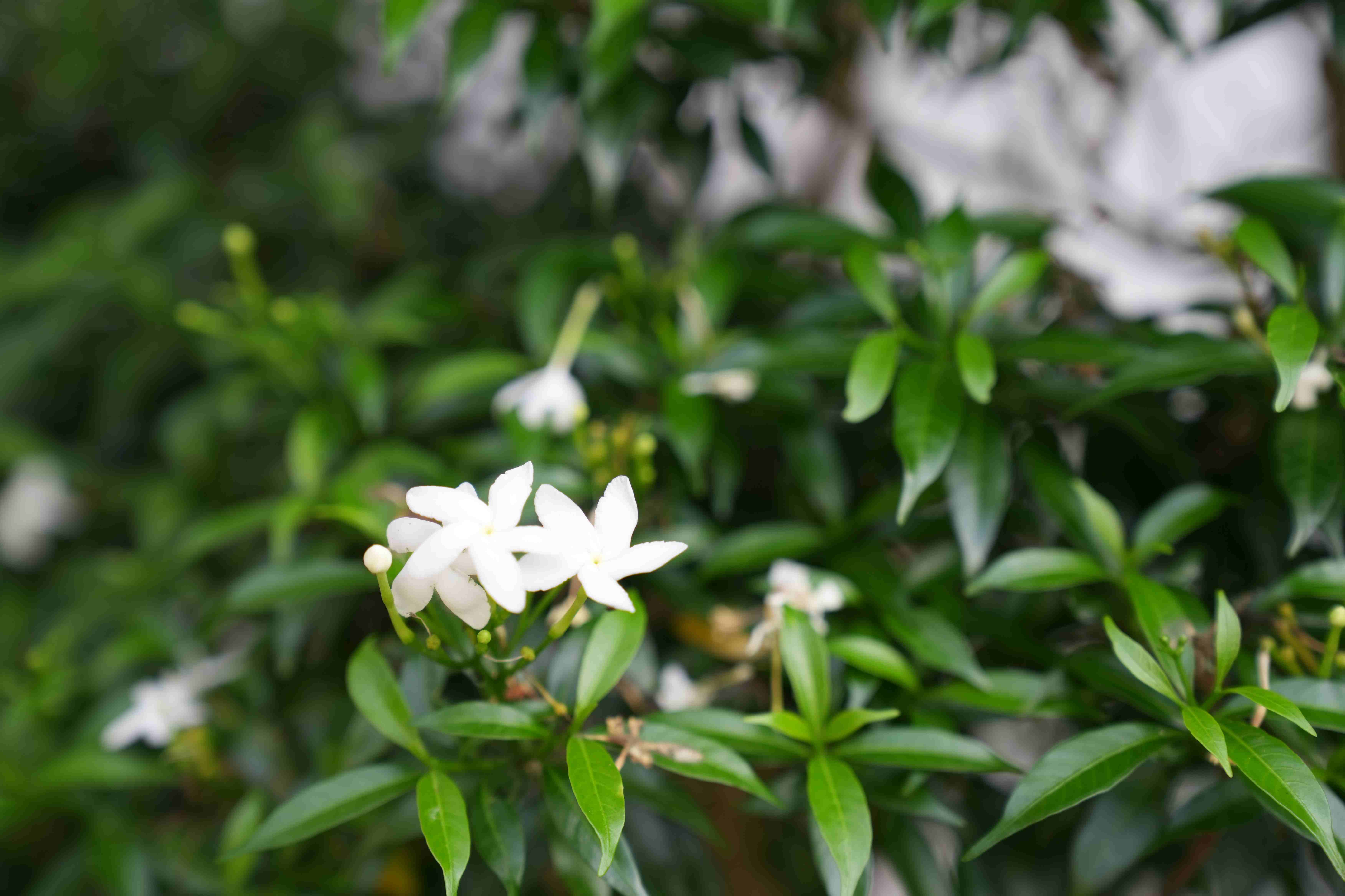 Chena (Organic Garden) at Muthu Villa